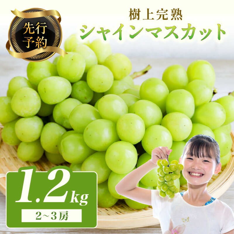 【ふるさと納税】【先行予約】樹上完熟 シャインマスカット 1.2kg(2~3房)(2025年9月中旬~発送)