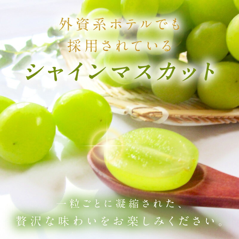 【ふるさと納税】樹上で完熟させるこだわりシャイン【先行予約】樹上完熟 シャインマスカット 500g（1房） 1.2kg（2～3房）（2026年9月中旬～発送）果物 フルーツ マスカット ぶどう 500g 1.2kg 先行予約 ふるさと納税 シャインマスカット 葡萄 ブドウ ふるーつ 甘い