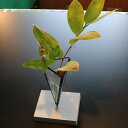 【ふるさと納税】三角錐花器 (縦6cm×横6cm×高さ12cm) 花瓶 ガラス ステンドグラス 工芸品 ふるさと納税 花瓶 花器 おしゃれ 一輪挿し ミニ花器 ...