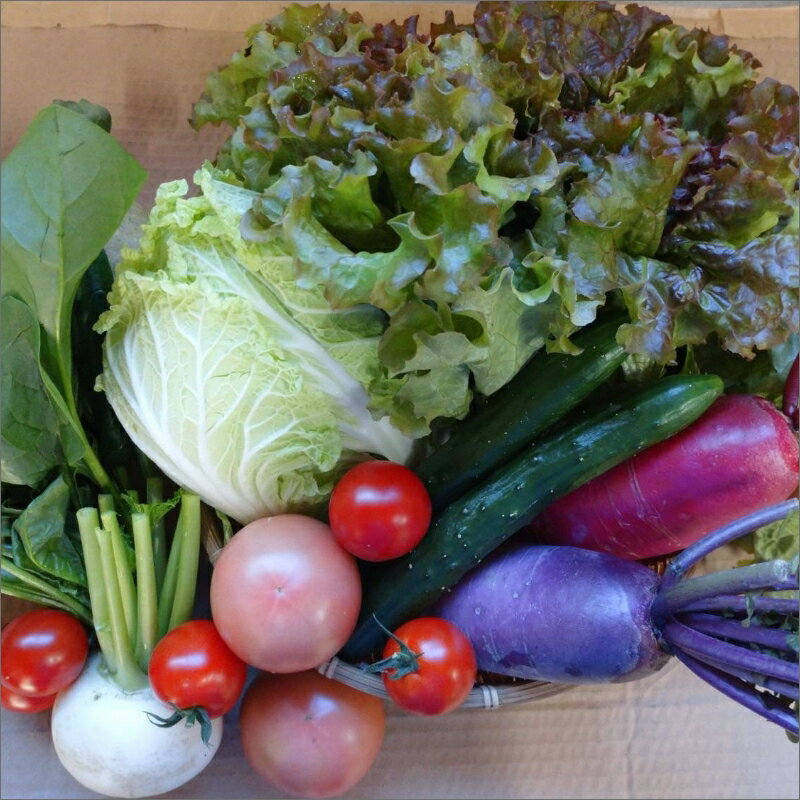 【ふるさと納税】高評価★5.0 高レビュー★ 京都・まつみやファームの京都の野菜秋冬セット（5品） 野菜 セット 詰め合わせ 春菊 ブロッコリー 白菜 大根 トマト ほうれん草 水菜 旬 京都 農家直送 ふるさと納税 野菜 やさい 詰め合わせ お取り寄せ 生産者応援 農家応援