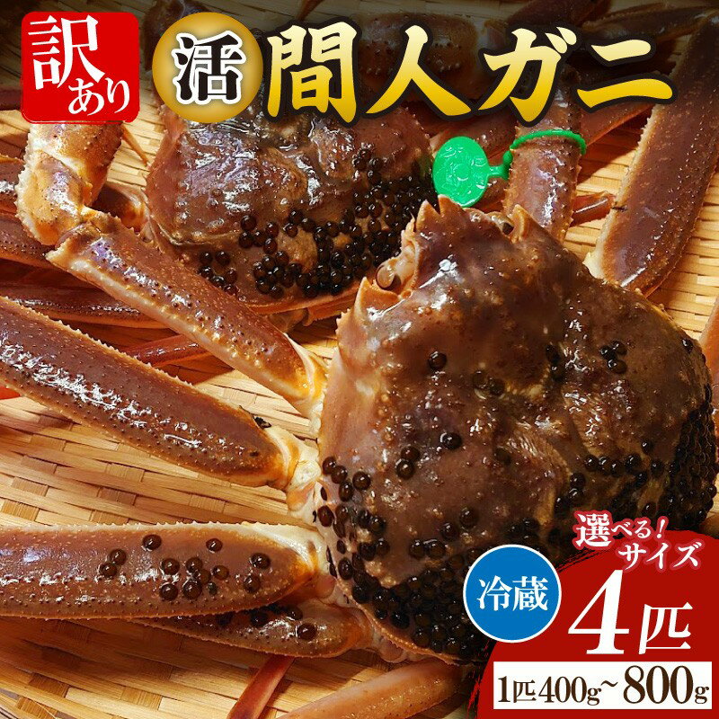 【ふるさと納税】間人漁港仲買人の丸友鮮魚三代目・自慢の間人ガニ【活】生・訳アリ・間人ガニ(ズワイガニ 松葉ガニ) 400〜600g×4匹 600〜800g×4匹