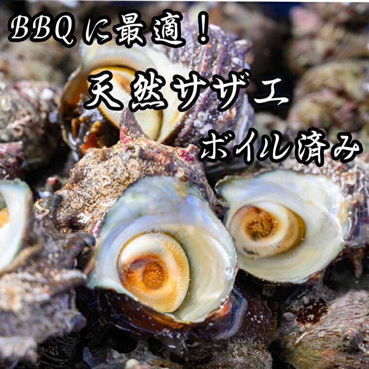 【ふるさと納税】BBQに最適！天然サザエ　ボイル済み　1.6kg　小サイズ（22〜30個）※万能ダシ付き 海鮮 魚介 魚介類 天然サザエ ボイル済み 1.6 冷凍 万能ダシ BBQ 壺焼き 煮付け サザエご飯