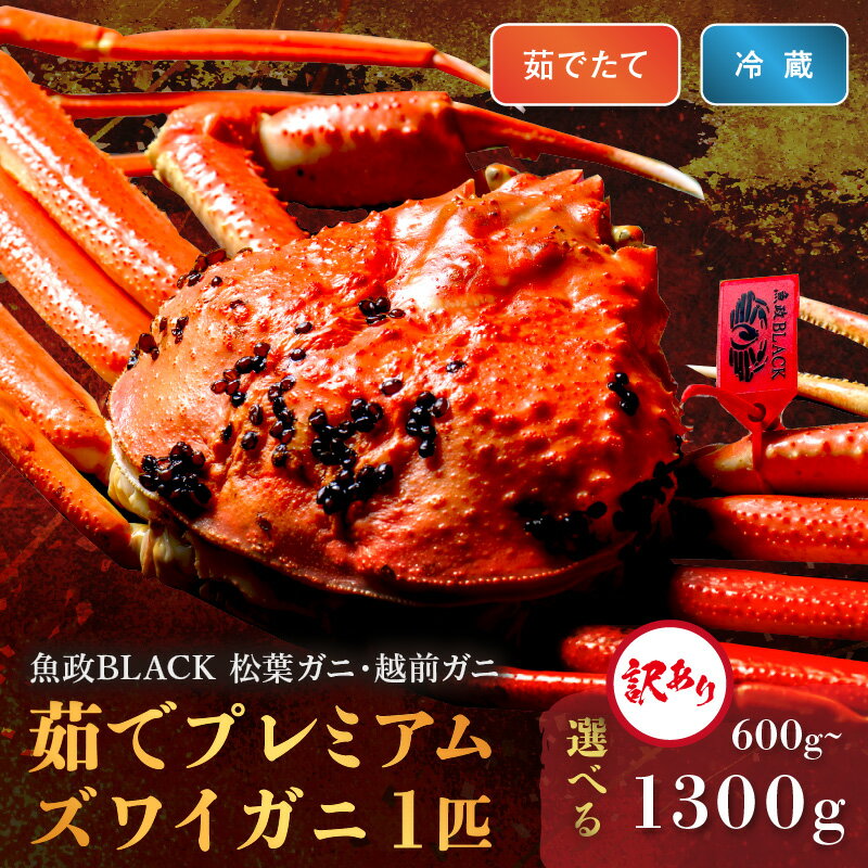 訳あり [蟹の匠 魚政]茹で プレミアムズワイガニ 魚政BLACK(松葉ガニ・越前ガニ) 小サイズ(600〜700g)〜特大サイズ(1200〜1300g) 1匹 (11月〜12月発送) (2026年1月〜発送) 選べる 内容量 配送期間