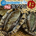 【ふるさと納税】残りわずか 活きたまま届きます! 天然黒アワビ 海水に酸素入りの特殊梱包 1000g入りおすすめセット ふるさと 納税 あわび 海鮮 魚介 魚介...