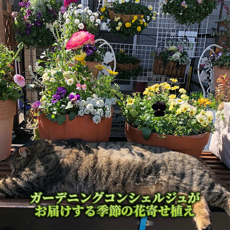 1位! 口コミ数「0件」評価「0」花 ガーデニングコンシェルジュがお届けする 季節の花 寄せ植え 鉢植え 鉢花 5～7種 ガーデニング コンシェルジュ お花 京都　【 南丹市･･･ 