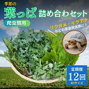 【ふるさと納税】【爬虫類用】季節の葉っぱ詰め合わせ【80サイズ12回コース】