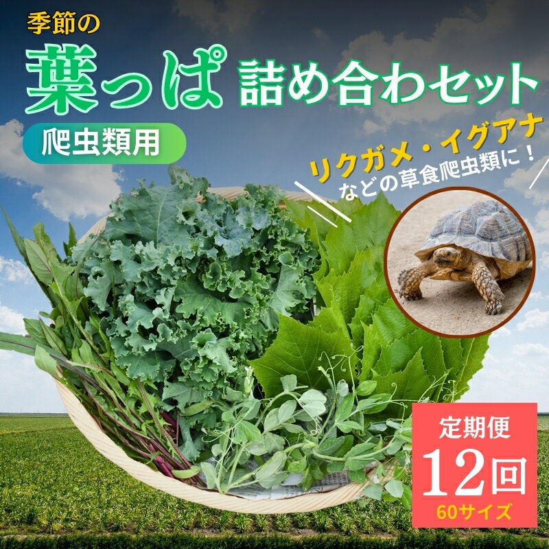 [爬虫類用]季節の葉っぱ詰め合わせ[60サイズ12回コース]