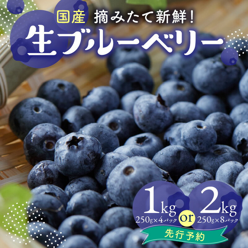 【ふるさと納税】《レビューキャンペーン》市産ブルーベリー 選べる内容量 (1kg・2kg) 夏季限定 国産 ブルーベリー 摘みたて 新鮮 冷蔵 生ブルーベリー 大粒ブルーベリー フルーツ 山口ブルーベリー園 【2025年先行予約】