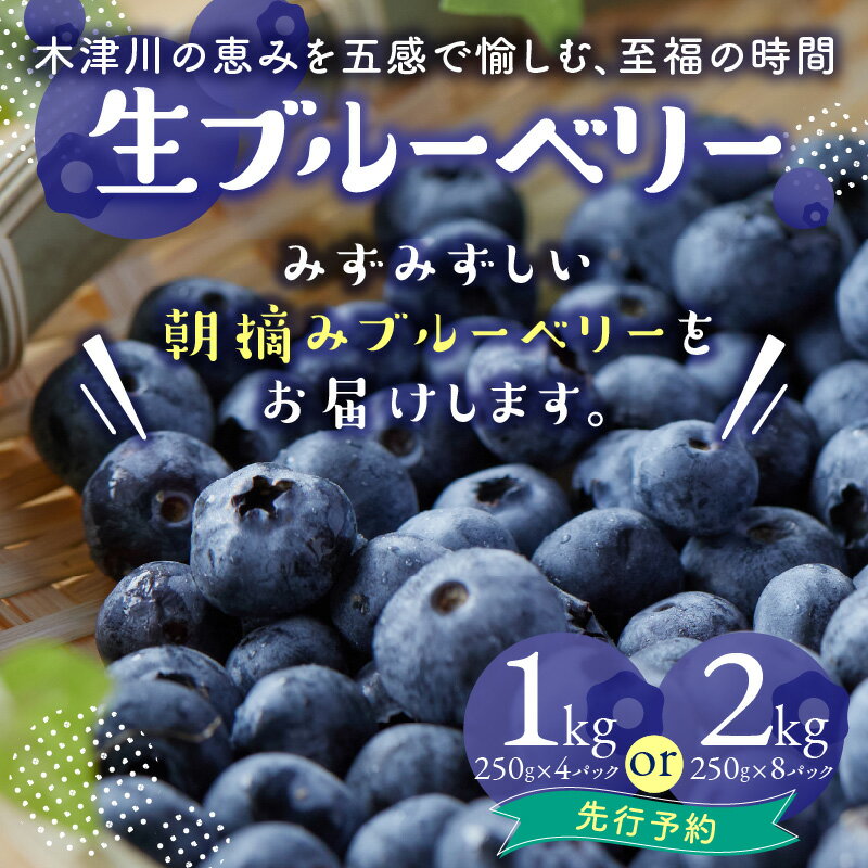 【ふるさと納税】 市産ブルーベリー 選べる内容量 (1kg・2kg) 夏季限定 国産 ブルーベリー 摘みたて 新鮮 冷蔵 生ブルーベリー 大粒ブルーベリー フルーツ 山口ブルーベリー園 【2026年先行予約】