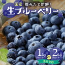 【ふるさと納税】 市産ブルーベリー 選べる内容量 (1kg・2kg) 夏季限定 国産 ブルーベリー 摘みたて 新鮮 冷蔵 生ブルーベリー 大粒ブルーベリー フルーツ 山口ブルーベリー園 【2026年先行予約】 《レビューキャンペーン》