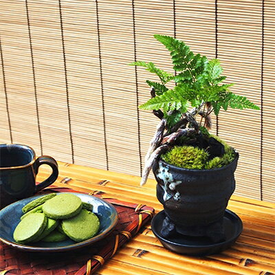 シノブ盆栽&抹茶クッキーセット[配送不可地域:北海道・東北]