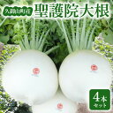【ふるさと納税】京都府久御山 聖護院大根(淀大根)4本 おでんや煮物にぴったり【配送不可地域:離島・北海道・沖縄県】【1658227】