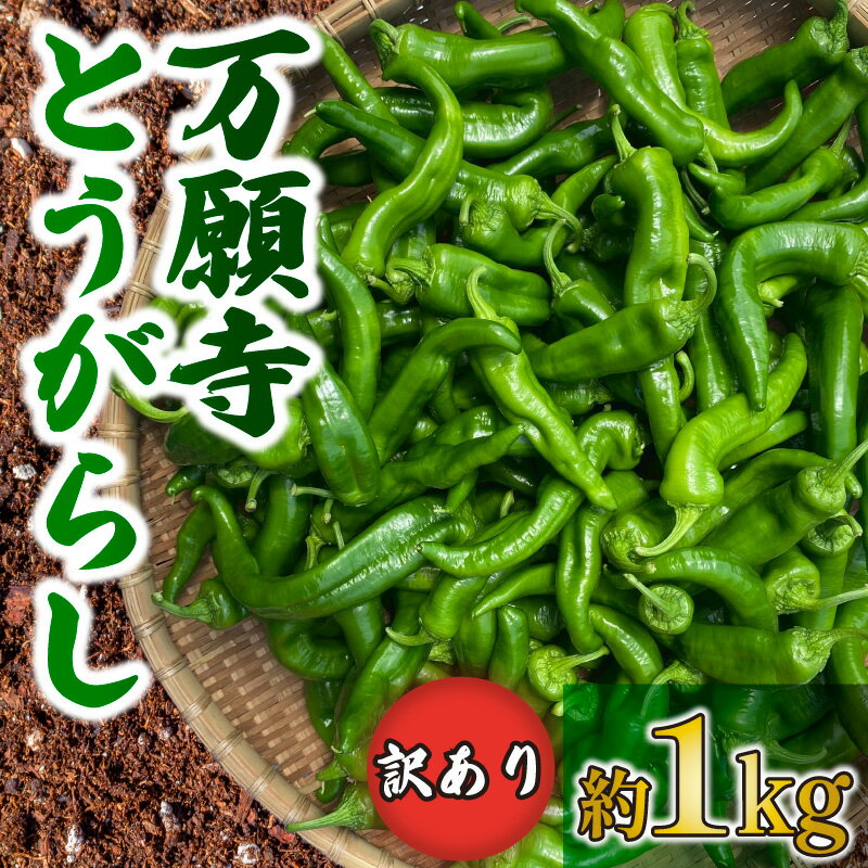 訳あり 万願寺とうがらし 1kg 野菜 夏野菜 京野菜 とうがらし 唐辛子 万願寺唐辛子 旬 揚げ物 炒め物 井手町 京都