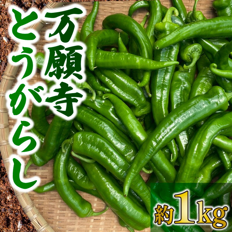 万願寺とうがらし 1kg 野菜 夏野菜 京野菜 とうがらし 唐辛子 万願寺唐辛子 旬 揚げ物 炒め物 井手町 京都