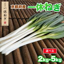 【ふるさと納税】 京都府産 一休ねぎ 選べる 2kg 5kg 白ねぎ 白ネギ 白葱 葱 ねぎ 野菜 やさい お取り寄せ 産地直送 鍋 新鮮 薬味 家庭用 業務用 国産 旬 井手町 京都