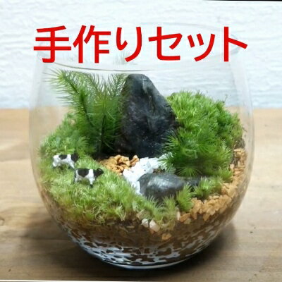 コケテラリウム手作りセット(径8cm×高さ8cm)[コケ 苔 こけ 植物 初心者 インテリア 手作り セット キッド 雑貨 日用品] [ インテリア 植物 作りやすい 初心者 景色作り 美しい ]