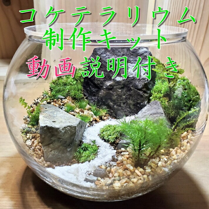 コケテラリウム制作キット 直径15cm 動画説明付き [植物]