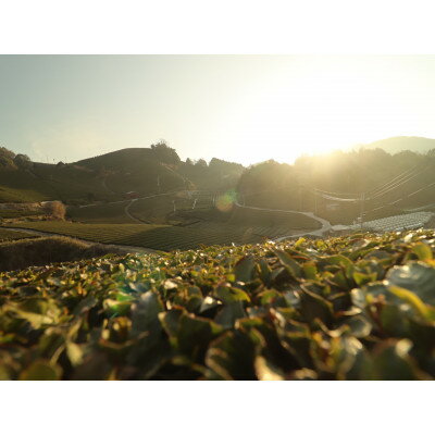 京都府和束町の画像2