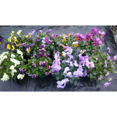 季節の花苗詰め合わせ【1209288】