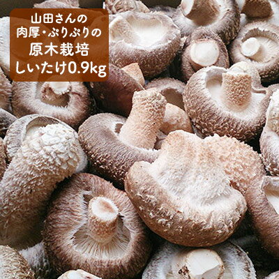 【ふるさと納税】【11月~翌2月末のご注文分は翌3月より随時発送】山田さんの肉厚・ぷりぷりの原木栽培しいたけ0.9kg 野菜 きのこ お届け:11月~翌2月末のご注文分は翌3月より随時発送 【ふるさと納税】【11月~翌2月末のご注文分は翌3月より随時発送】山田さんの肉厚・ぷりぷりの原木栽培しいたけ0.9kg 野菜 きのこ お届け:11月~翌2月末のご注文分は翌3月より随時発送
