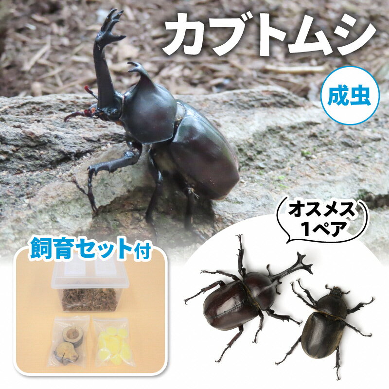 14位! 口コミ数「0件」評価「0」カブトムシ（成虫）オスメス1ペア飼育セット付【配送期間は6月下旬～8月上旬】　【 生き物 カブトムシ かぶとむし 飼育セット 飼育 昆虫 】･･･ 