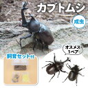 24位! 口コミ数「0件」評価「0」カブトムシ（成虫）オスメス1ペア飼育セット付【配送期間は6月下旬～8月上旬】　【 生き物 カブトムシ かぶとむし 飼育セット 飼育 昆虫 】･･･ 