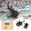 【ふるさと納税】カブトムシ（成虫）オスメス1ペア飼育セット付【配送期間は6月下旬～8月上旬】　【 生き物 カブトムシ かぶとむし 飼育セット 飼育 昆虫 】　お届け：2024年6月中旬～8月上旬