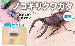 【ふるさと納税】ノコギリクワガタ（成虫）オスメス1ペア飼育セット付【配送期間は6月下旬～8月上旬】 【 生き物 ノコギリクワガタ 成虫 クワガタ 昆虫 飼育セット 】 お届け：2024年6月下旬～8月上旬