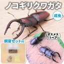 内容・ノコギリクワガタ　オスメス　各1匹 ・飼育セット×1 （飼育ケース（中）×1個、エサ台×2個、昆虫ゼリー×10個、マット×1袋）事業者山ちゃんお届け時期2024年6月下旬～8月上旬備考※画像はイメージです。 ※納期指定はお受けできません。 ※離島へのお届けはできません。 ※上記のエリアからの申し込みは返礼品の手配が出来ないため、「キャンセル」または「寄附のみ」とさせていただきます。予めご了承ください。 ●発送前に事業者より御連絡を差し上げて納期希望などをお伺いします。 ●野外採集品は生まれた時期が分かりませんので入荷時期から暫くしか生きない場合もございますがご了承ください。 ●死亡保障は到着当日のみとなります。 ●お客様による受取遅延、到着予定日を過ぎての死着の場合は保証対象外となります。 ●万全の注意を払い発送いたしますが、万が一死着の場合は必ず到着当日に御連絡をください。 ・ふるさと納税よくある質問はこちら ・寄附申込みのキャンセル、返礼品の変更・返品はできません。あらかじめご了承ください。【ふるさと納税】ノコギリクワガタ（成虫）オスメス1ペア飼育セット付【配送期間は6月下旬～8月上旬】　【 生き物 ノコギリクワガタ 成虫 クワガタ 昆虫 飼育セット 】　お届け：2024年6月下旬～8月上旬 【配送不可：離島】 南山城村で自然採集した元気いっぱいのノコギリクワガタの成虫を飼育観察してみませんか？ ノコギリクワガタ　オスは大歯型（水牛型）を必ずお送りします。 大型でとてもカッコイイですよ！ 飼育セットも併せてお届けいたしますので、初めて生き物を飼う方や、小さなお子様でも気軽にお楽しみいただけます。 夏休みの自由研究や生き物を通した自然環境学習にもおすすめです。 秋には産卵・幼虫が確認できるかもしれません。 お子様、お孫様へのプレゼントに最適です。 寄附金の用途について 次世代につなげるむらづくりのため 村の要である農林業振興のため 安心できる子育て環境づくりのため 未来ある子ども達の教育充実のため 村の魅力を伝える観光振興のため 受領証明書及びワンストップ特例申請書のお届けについて 【受領証明書】 受領証明書は、ご入金確認後、注文内容確認画面の【注文者情報】に記載の住所にお送りいたします。 発送の時期は、寄附確認後1～2週間程度を目途に、お礼の品とは別にお送りいたします。 【ワンストップ特例申請書について】 ワンストップ特例をご利用される場合、1月10日までに申請書が当庁まで届くように発送ください。 マイナンバーに関する添付書類に漏れのないようご注意ください。 申請書のダウンロードはこちら