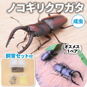 【ふるさと納税】ノコギリクワガタ（成虫）オスメス1ペア飼育セット付【配送期間は6月下旬～8月上旬】 【 生き物 ノコギリクワガタ 成虫 クワガタ 昆虫 飼育セット 】 お届け：2024年6月下旬～8月上旬