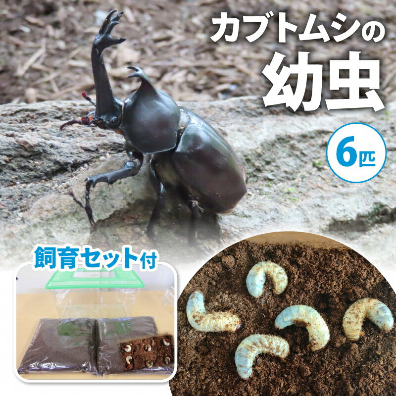 内容・カブトムシ（幼虫）　オスメス不明　6匹　 ・飼育ケース（特大）　 ・幼虫マット事業者山ちゃんお届け時期2025年1月下旬～2025年4月下旬備考※画像はイメージです。 ※納期指定はお受けできません。 ●発送前に事業者より御連絡を差し上げて納期希望などをお伺いします。 ●死亡保障は到着当日のみとなります。 ●お客様による受取遅延、到着予定日を過ぎての死着の場合は保証対象外となります。 ●万全の注意を払い発送いたしますが、万が一死着の場合は必ず到着当日に御連絡をください。 ・ふるさと納税よくある質問はこちら ・寄附申込みのキャンセル、返礼品の変更・返品はできません。あらかじめご了承ください。【ふるさと納税】【配送期間は2025年1月下旬～4月上旬に随時配送】カブトムシ（幼虫・6匹）飼育セット付　【生き物・カブトムシ・かぶとむし・飼育セット・昆虫・飼育】　お届け：2025年1月下旬～2025年4月下旬 南山城村で自然採集した元気いっぱいのカブトムシが産んだ幼虫です。 幼虫からカブトムシを羽化させてみませんか？ オスかメスかは羽化してからのお楽しみ！ エサ（幼虫マット）も併せてお届けいたしますので、初めて生き物を飼う方や、小さなお子様でも気軽にお楽しみいただけます。 夏休みの自由研究や生き物を通した自然環境学習にもおすすめです。 ※羽化までには1～2回のマット補充が必要です。 お子様、お孫様へのプレゼントに最適です。 寄附金の用途について 次世代につなげるむらづくりのため 村の要である農林業振興のため 安心できる子育て環境づくりのため 未来ある子ども達の教育充実のため 村の魅力を伝える観光振興のため 受領証明書及びワンストップ特例申請書のお届けについて 【受領証明書】 受領証明書は、ご入金確認後、注文内容確認画面の【注文者情報】に記載の住所にお送りいたします。 発送の時期は、寄附確認後1～2週間程度を目途に、お礼の品とは別にお送りいたします。 【ワンストップ特例申請書について】 ワンストップ特例をご利用される場合、1月10日までに申請書が当庁まで届くように発送ください。 マイナンバーに関する添付書類に漏れのないようご注意ください。 申請書のダウンロードはこちら