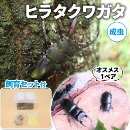 【ふるさと納税】ヒラタクワガタ（成虫）オスメス1ペア飼育セット付【配送期間は6月下旬～8月上旬】　【 生き物 昆虫 男の子 子供 飼育観察 大型 夏休み 自由研究 自然 環境 学習 孫 プレゼント 】　お届け：2024年6月20日～2024年8月10日