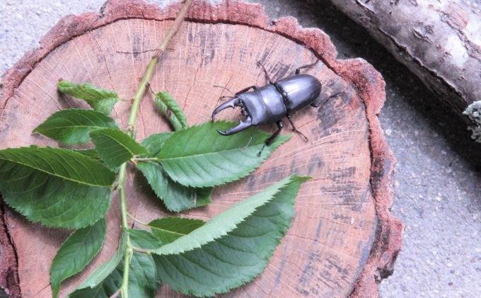 京都府南山城村の画像3