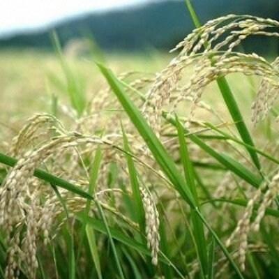 【ふるさと納税】令和7年産コシヒカリ　YUMEMI-CHAN とっておき!　精米300g×真空パック6袋　農家直送【1636679】