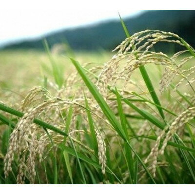 【ふるさと納税】京都丹後産コシヒカリ 精米(2kg/5kg/10kg/30kg)【G1658828】