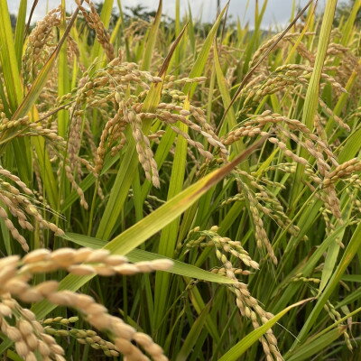 【ふるさと納税】数量限定!令和7年産新米 自然循環農業で育った京都与謝野町産コシヒカリ「京の豆っこ米」　精米20kg【1680781】