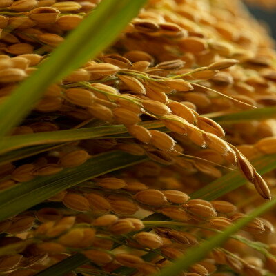 【ふるさと納税】【山口農園】ベテラン農家こだわりの特別栽培米 京都府与謝野町産コシヒカリ 精米(5kg/10kg)【G1696442】