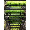 【ふるさと納税】Osaka Agri Marche フリルレタス・バタビアレタス | 野菜 やさい 食品 人気 レタス フリルレタス バタビアレタス サラダ 薬味 ハーブ 詰合せ 堺市 おすすめ 送料無料