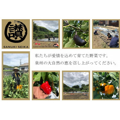 【ふるさと納税】大阪泉州産旬のぎゅうぎゅう野菜セット【配送不可地域：離島】【1377247】