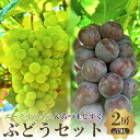 【ふるさと納税】夏一番 あづましずく+エーデルワイス 2房セット お届け:2025年8月上旬〜8月下旬まで