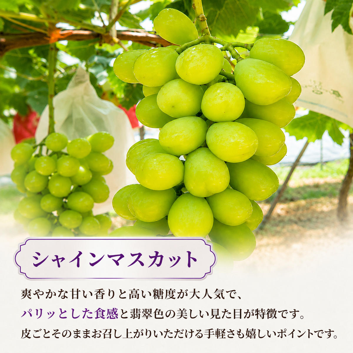 【ふるさと納税】先行予約 数量限定 シャインマスカット 泉湧誉 黒ぶどう 2品種 食べ比べ 大容量5房 計2.5kg 種なし 高糖度 ぶどうセット 詰め合わせ フルーツ 果物 大阪府岸和田産 産直 農園直送 葡萄 マスカット　お届け：2026年8月中旬～9月下旬まで f272027-kishiwada-10003395 大阪府岸和田市 サンプル画像2