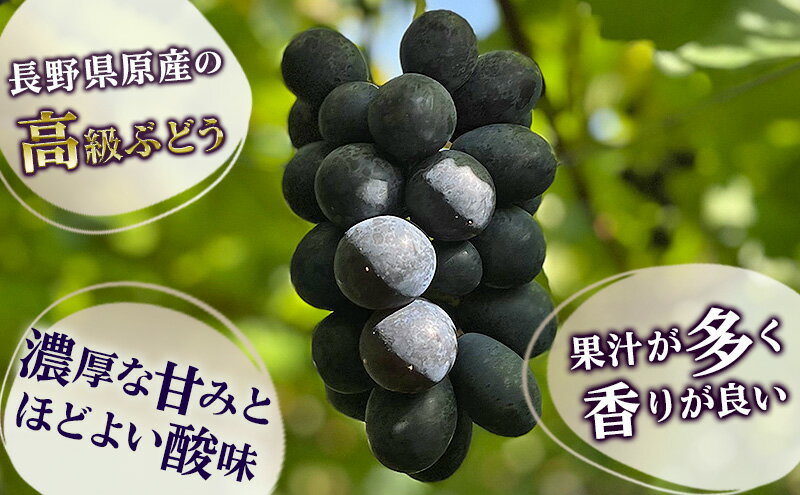 【ふるさと納税】【 先行予約 】【 数量限定 】 ナガノパープル 500g以上 1房　フルーツ 果物 くだもの ぶどう ブドウ 葡萄 種なし 皮ごと 高級感 デザート 贈り物 ギフト 贈答品 季節限定 旬 大阪府 岸和田市　お届け：2026年9月上旬～10月中旬