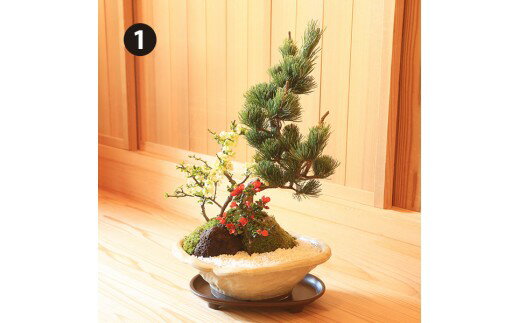 【ふるさと納税】養庄園 季節の寄せ植え盆栽