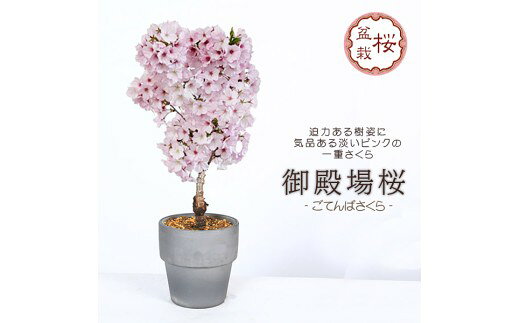 養庄園 御殿場桜盆栽