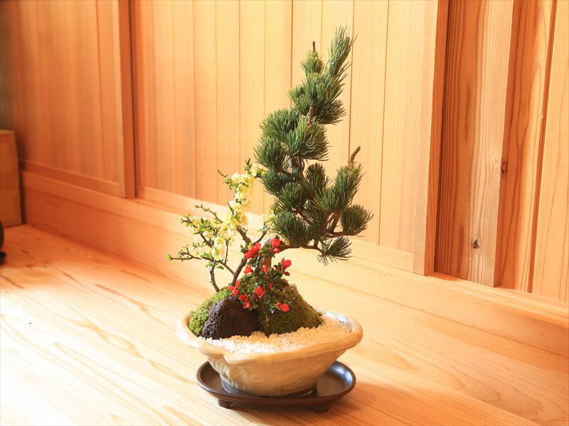 【ふるさと納税】養庄園 季節の寄せ植え盆栽