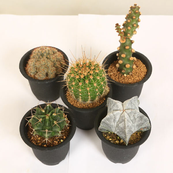 【ふるさと納税】養庄園 キラキラサボテンセット