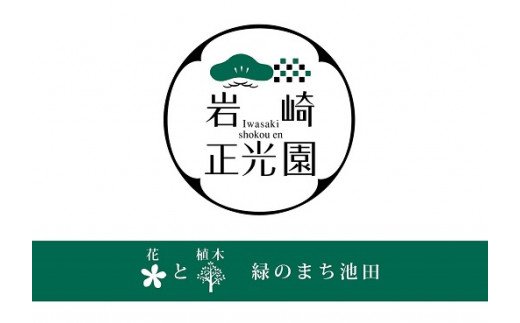 【予約販売】北海道美深・下川産JA北はるか　ホワイトアスパラ　2L　1．2kg【送料無料】