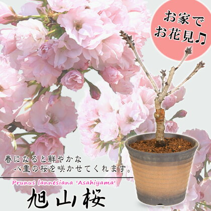 養庄園 中品盆栽：桜盆栽