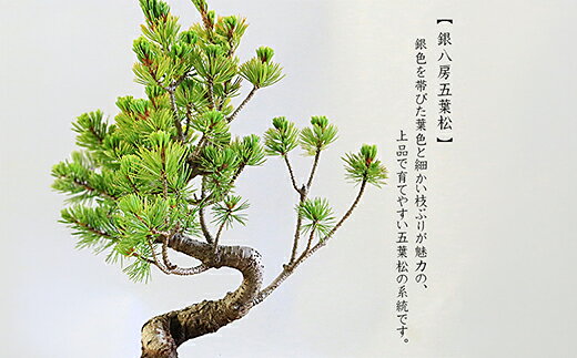 【ふるさと納税】養庄園 五葉松盆栽