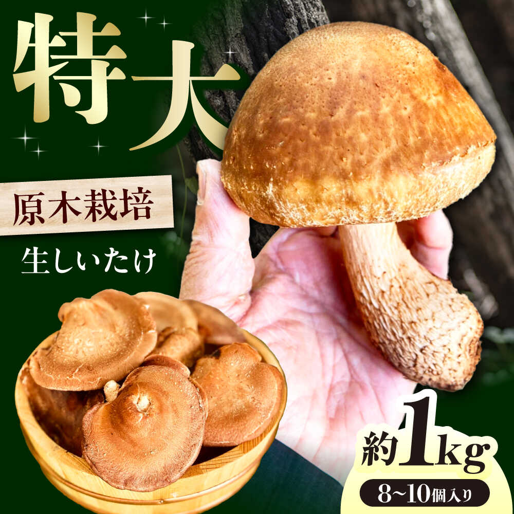 【ふるさと納税】原木生椎茸 約1kg（8個〜10個）入り＜2025年1月〜2月発送＞高槻市産 数量限定 期間限定　大阪府高槻市/高槻あぐり[AOCS001][AOCS001]